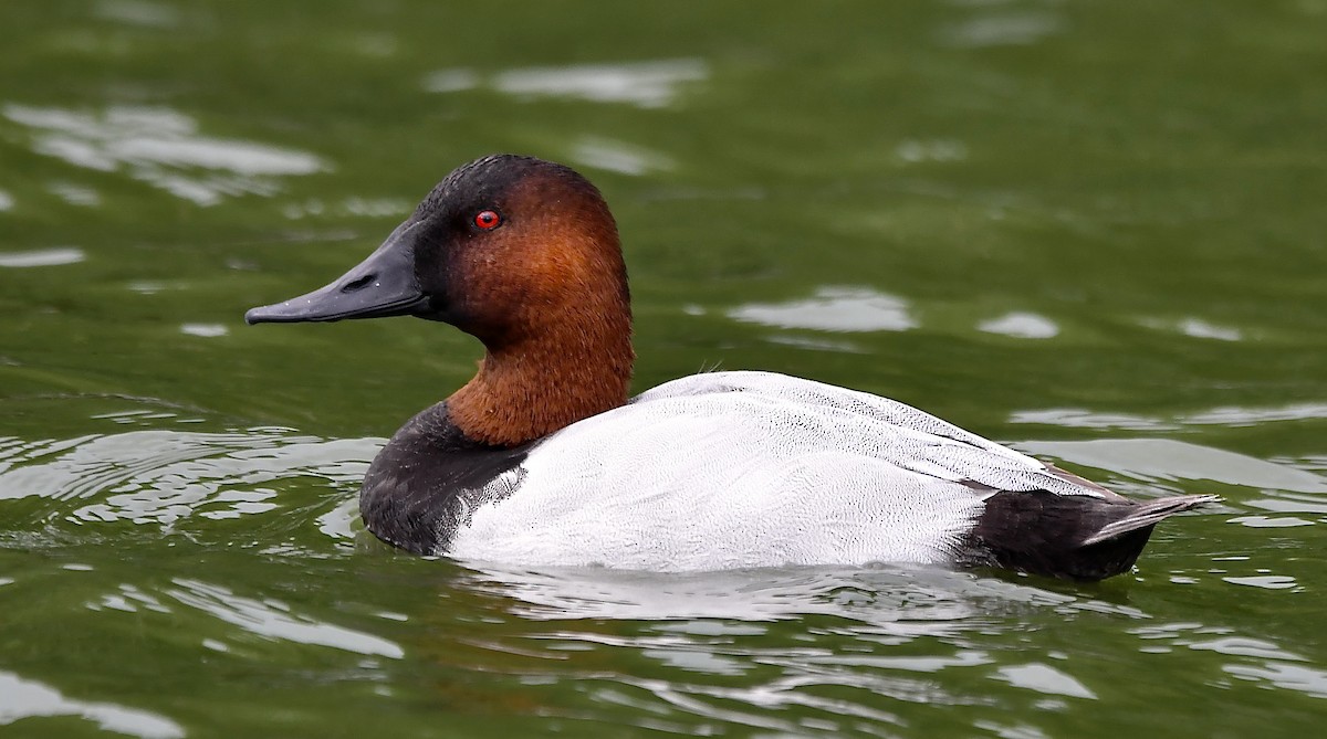 Canvasback - ML628020432