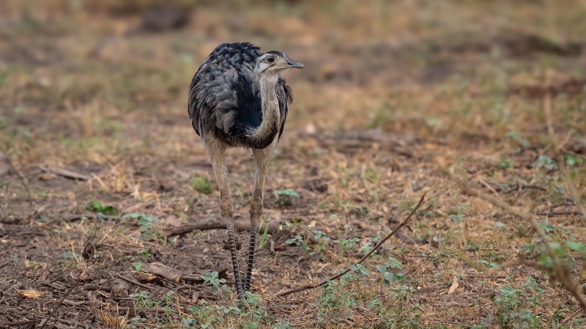 Greater Rhea - ML628020487