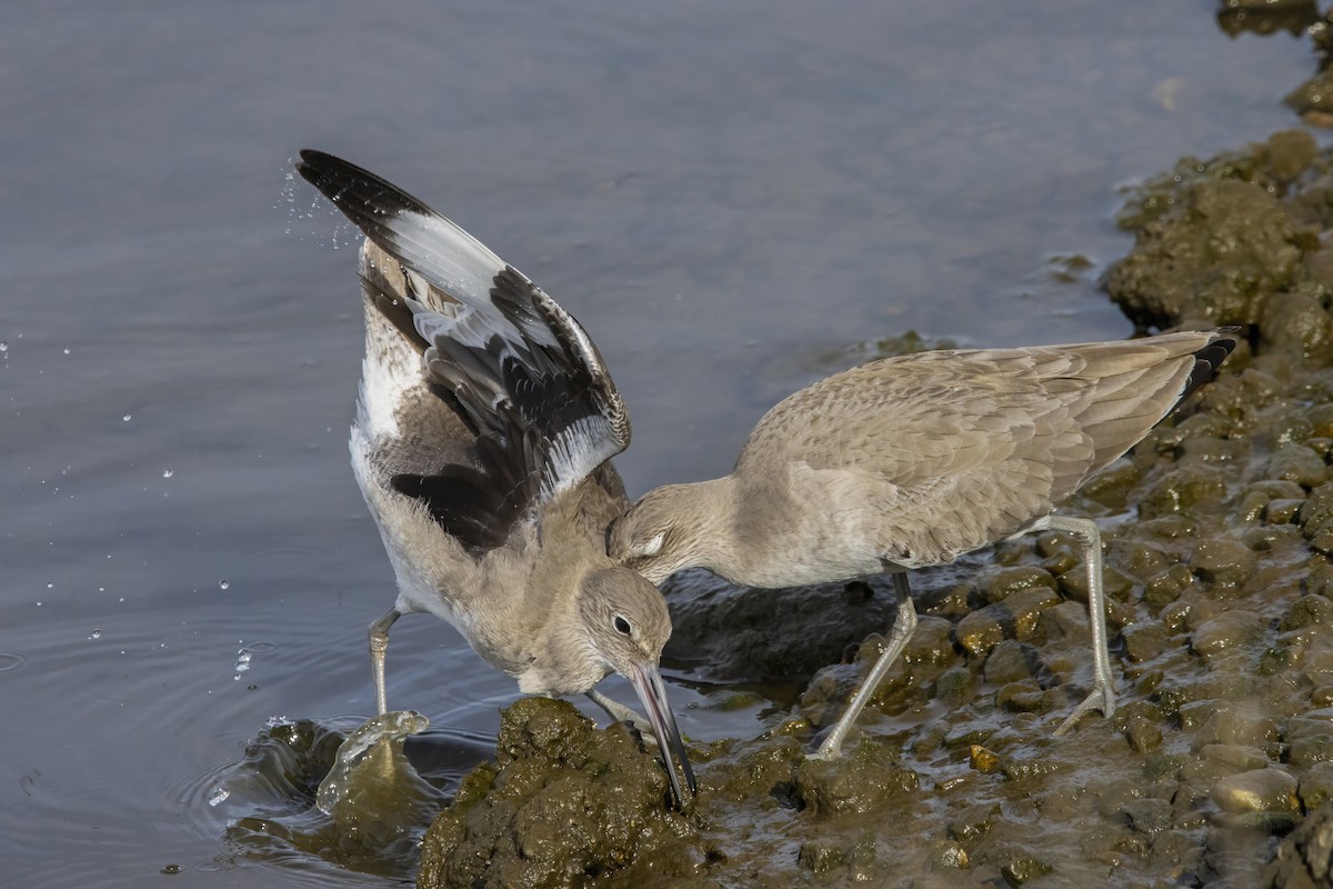 Willet - ML628020499
