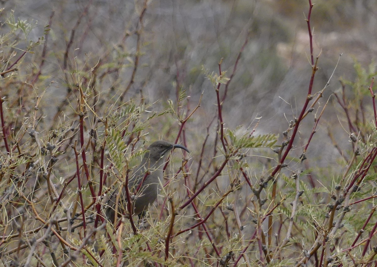 Crissal Thrasher - ML628020531