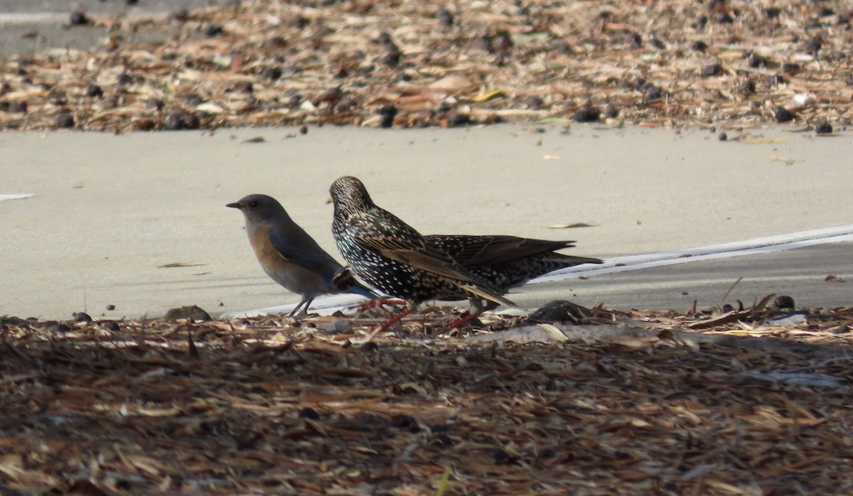 European Starling - ML628020543