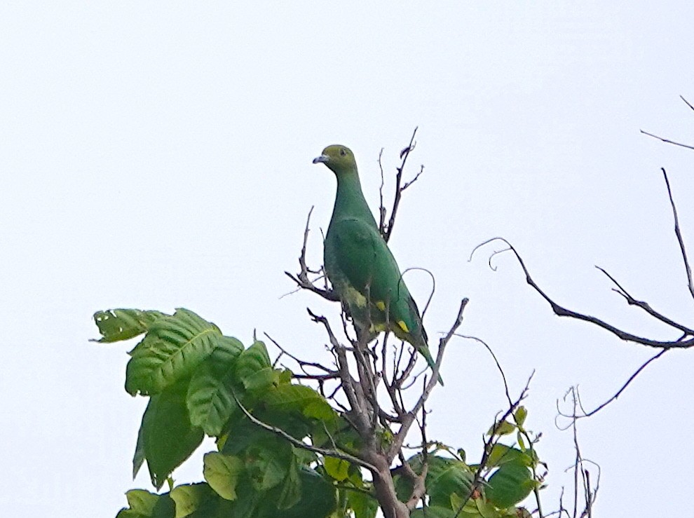 Tanna Fruit-Dove - ML628020565