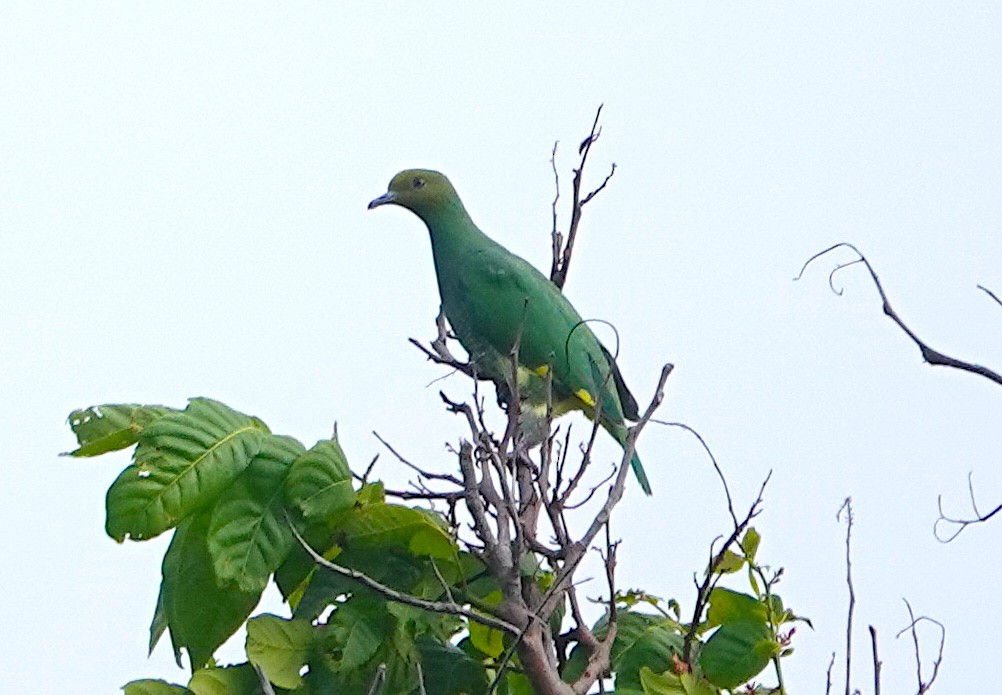 Tanna Fruit-Dove - ML628020569