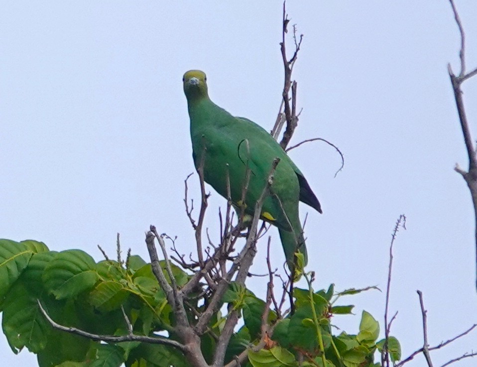 Tanna Fruit-Dove - ML628020572