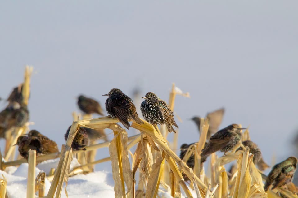 European Starling - ML628020586