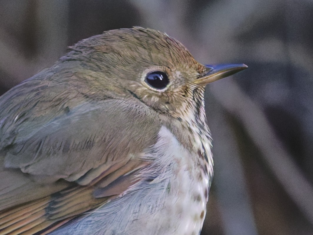 Hermit Thrush - ML628020603