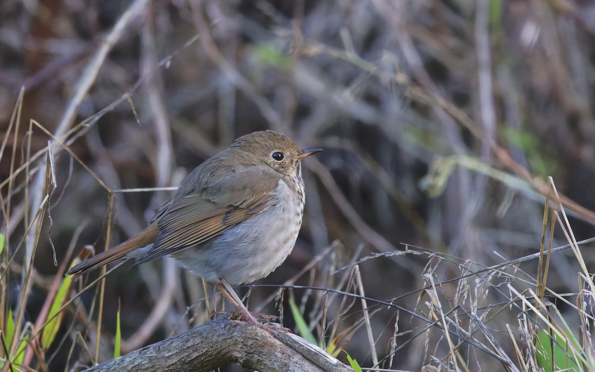 Hermit Thrush - ML628020604