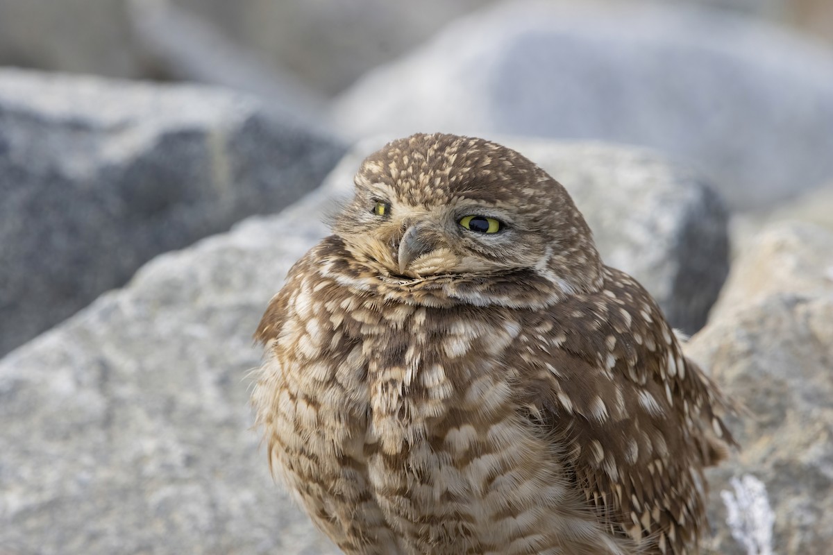 Burrowing Owl - ML628020637