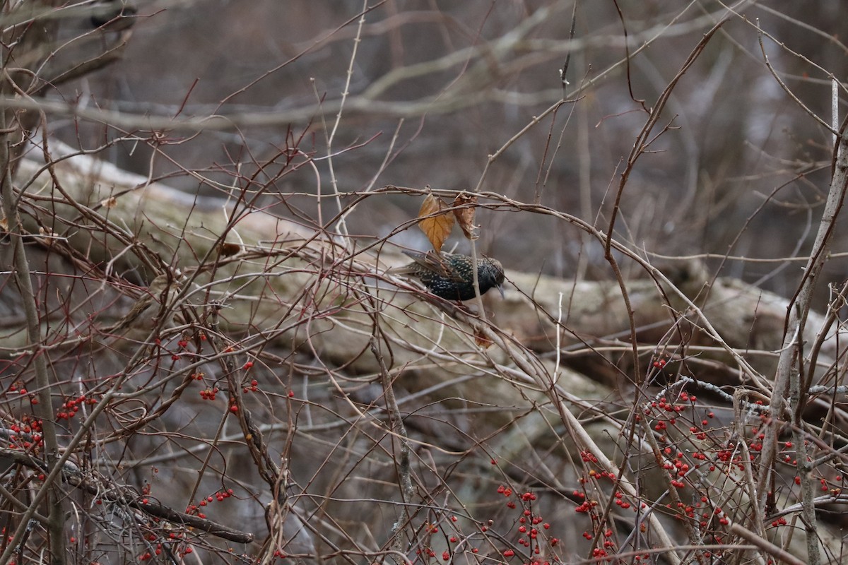 European Starling - ML628020649