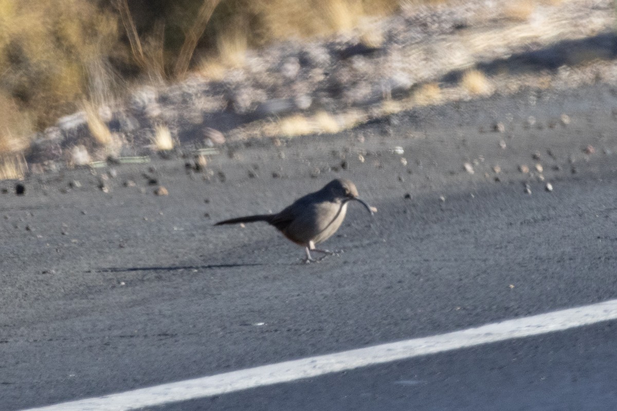 Crissal Thrasher - ML628020670