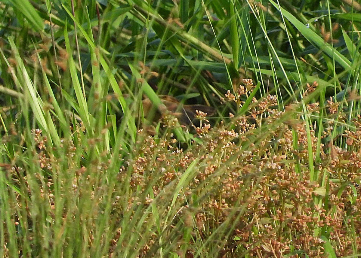 Australian Pipit - ML628020687