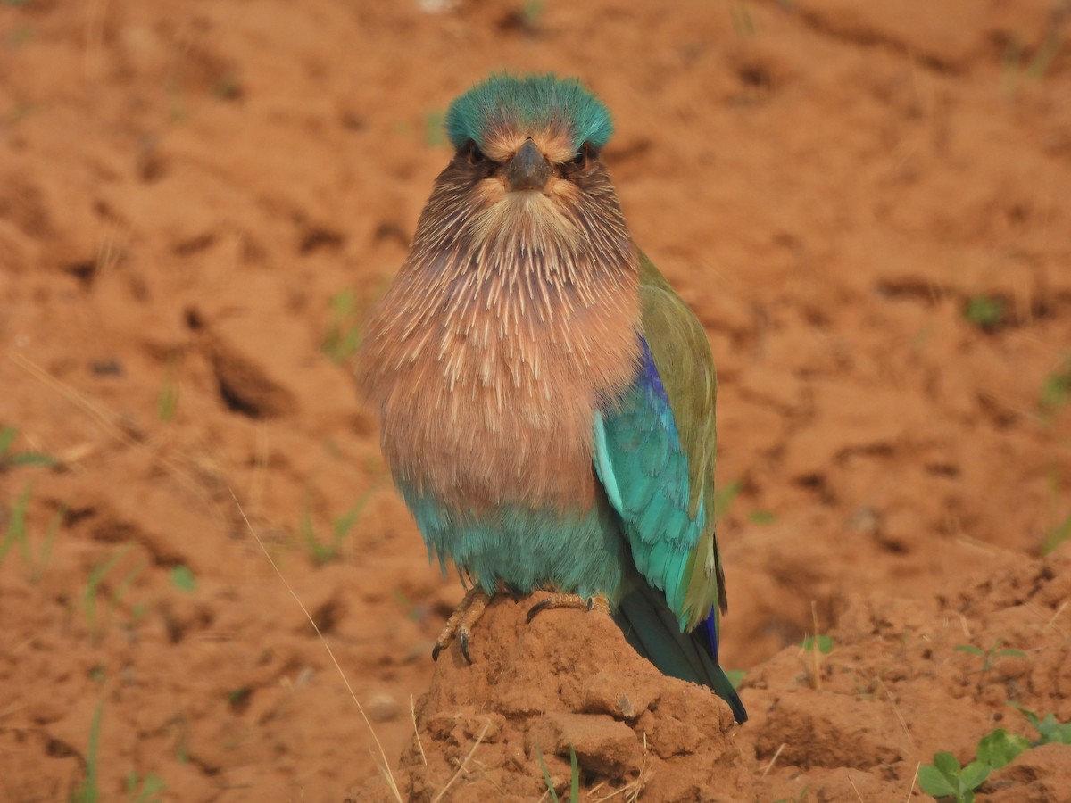 Indian Roller - ML628020693