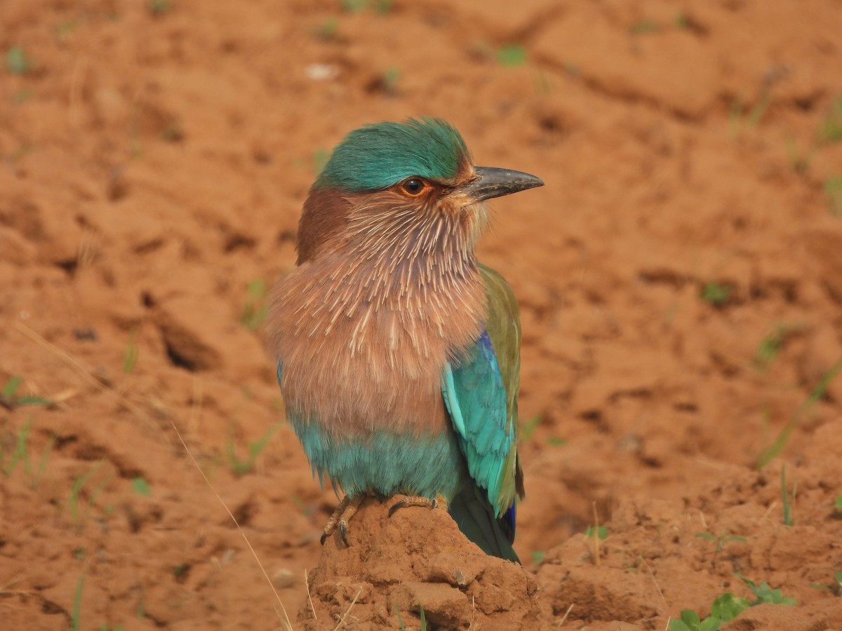 Indian Roller - ML628020694