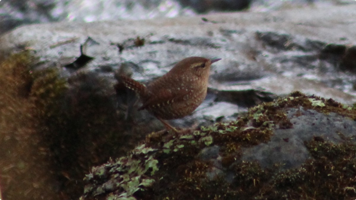 Pacific Wren - ML628020697