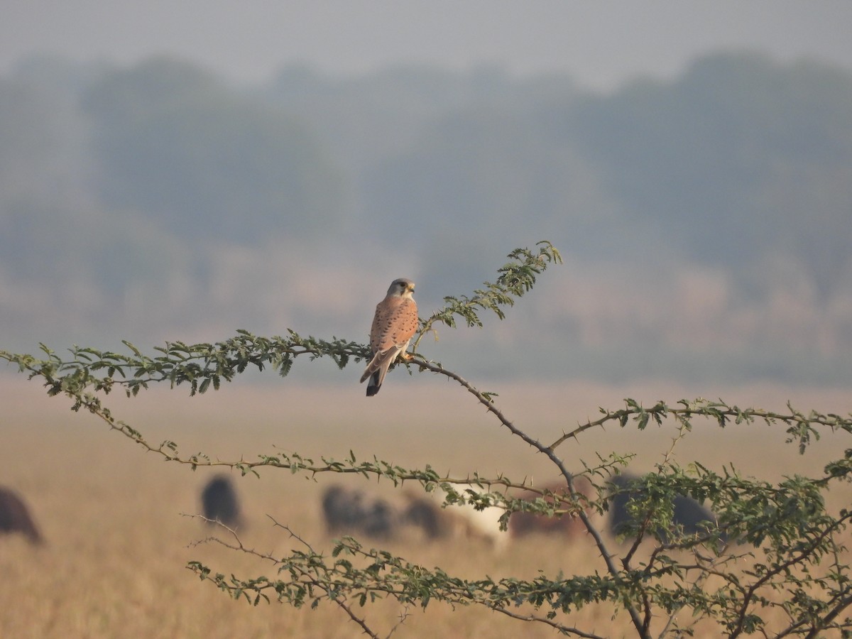 Eurasian Kestrel - ML628020700