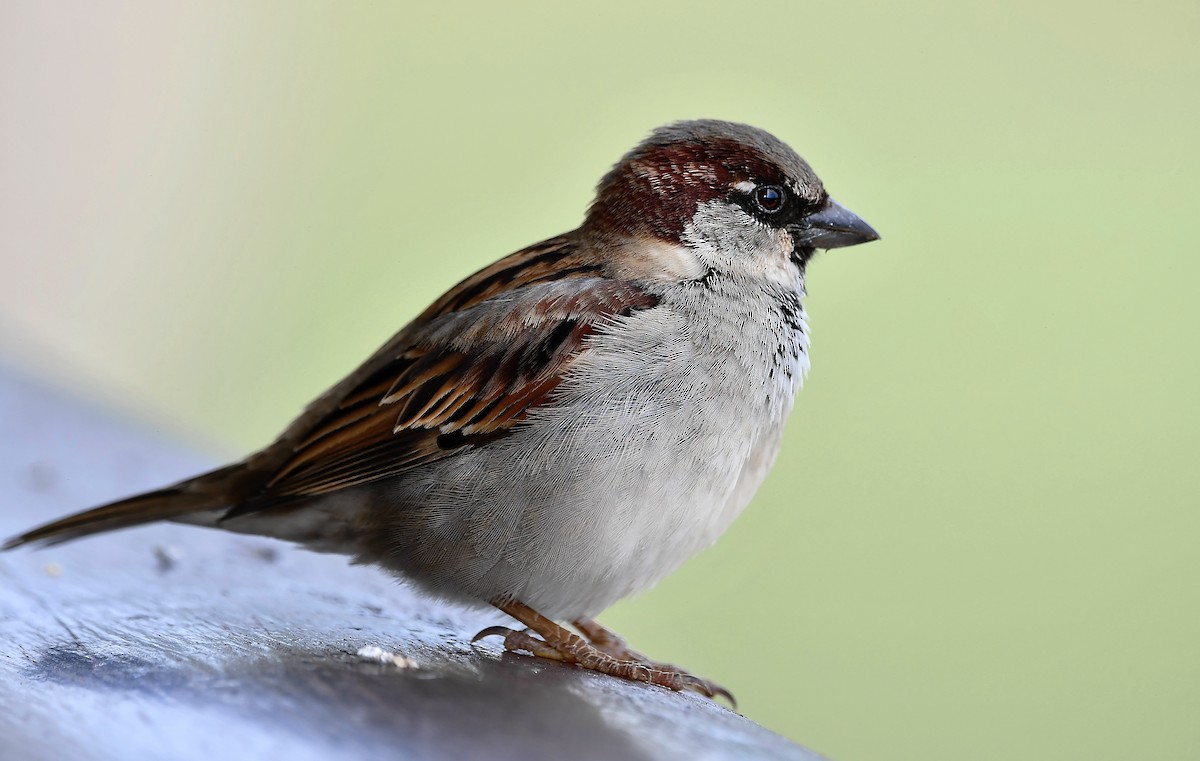 House Sparrow - ML628020708