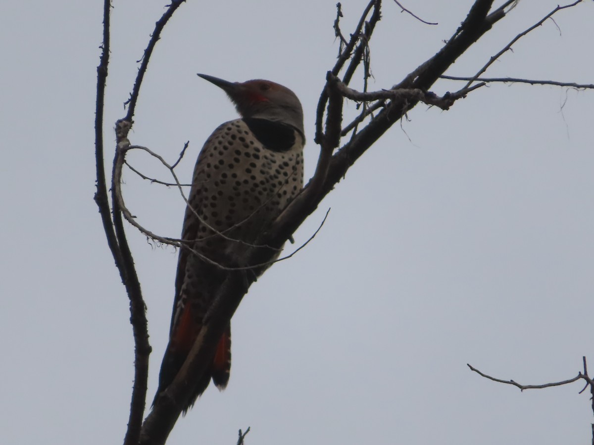 Northern Flicker - ML628020726