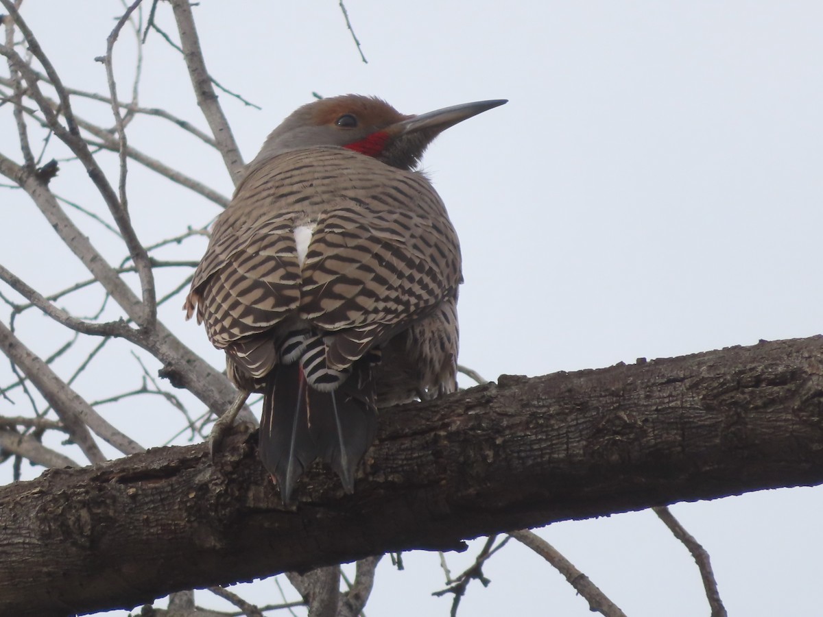 Northern Flicker - ML628020727