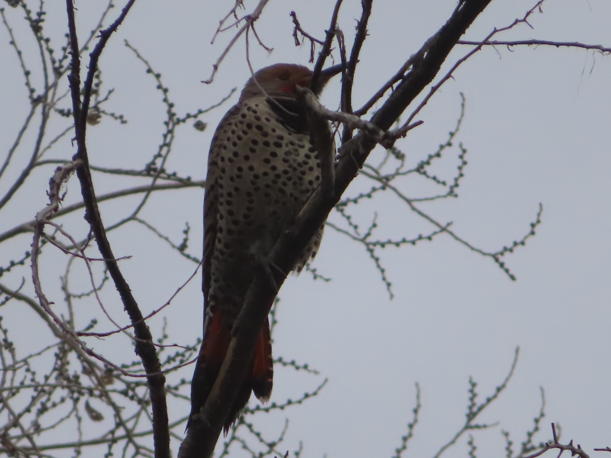 Northern Flicker - ML628020728