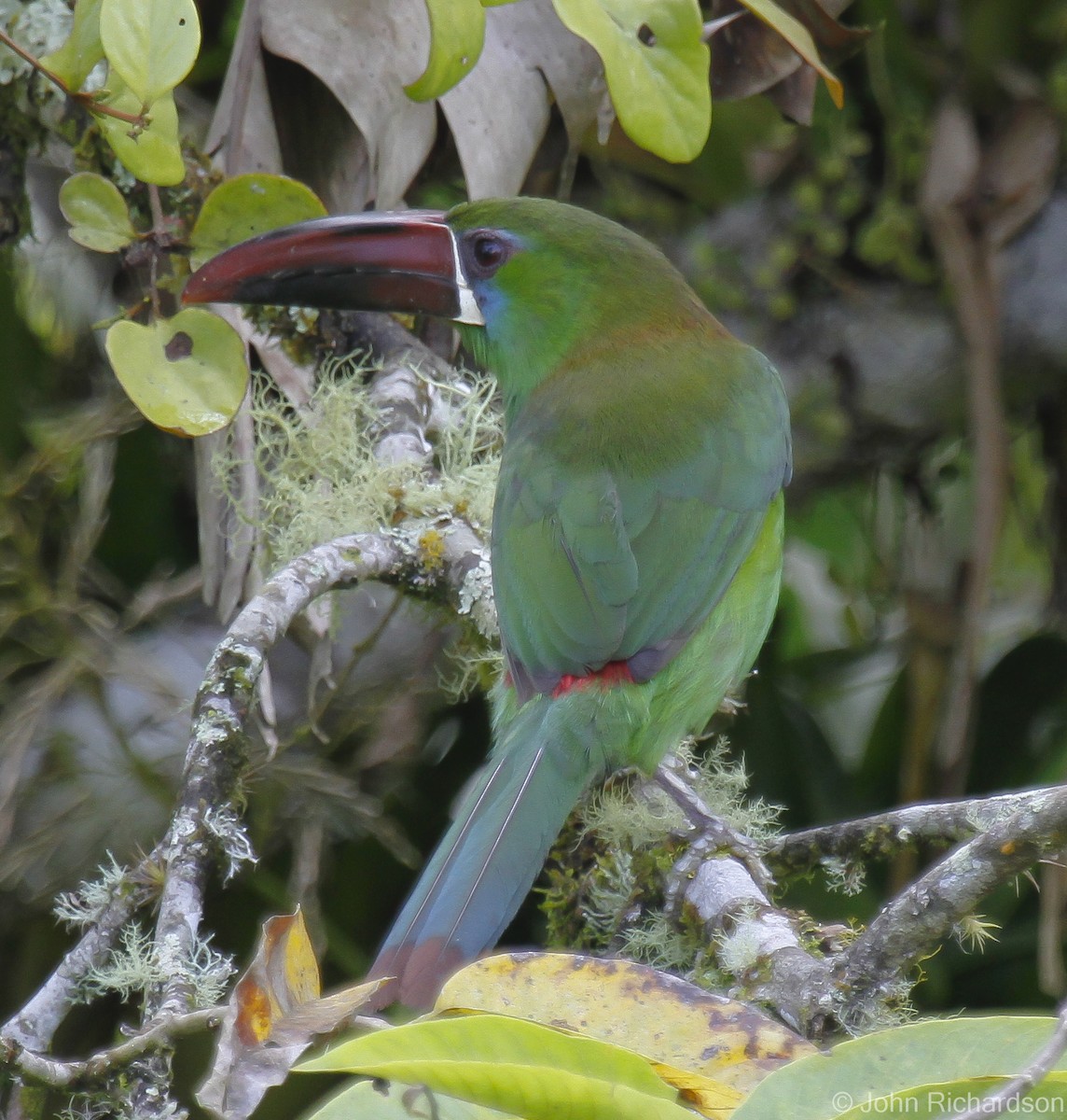 Toucanet à croupion rouge - ML628020736