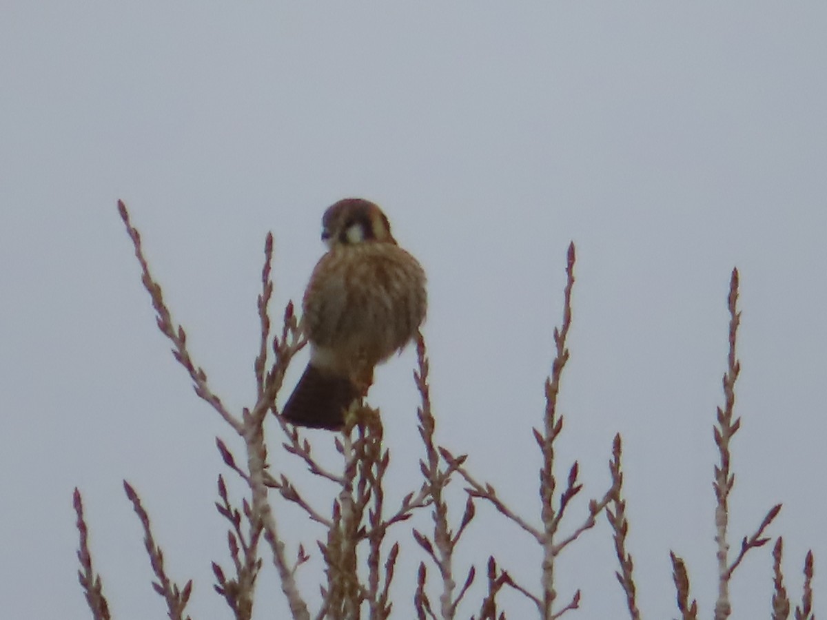 American Kestrel - ML628020739