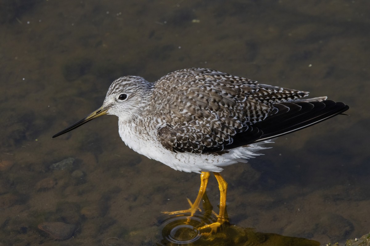 Greater Yellowlegs - ML628020762