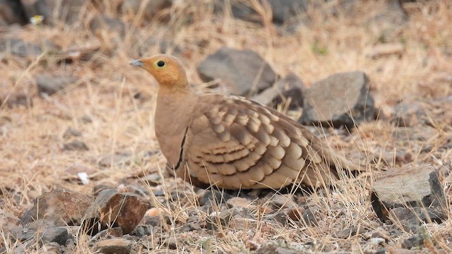 Chestnut-bellied Sandgrouse - ML628020766