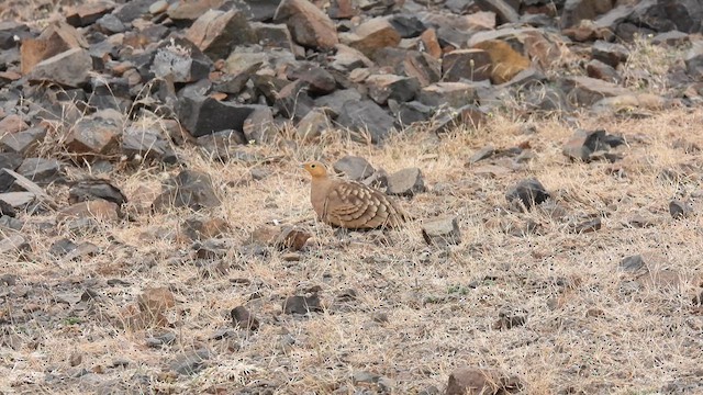 Chestnut-bellied Sandgrouse - ML628020770
