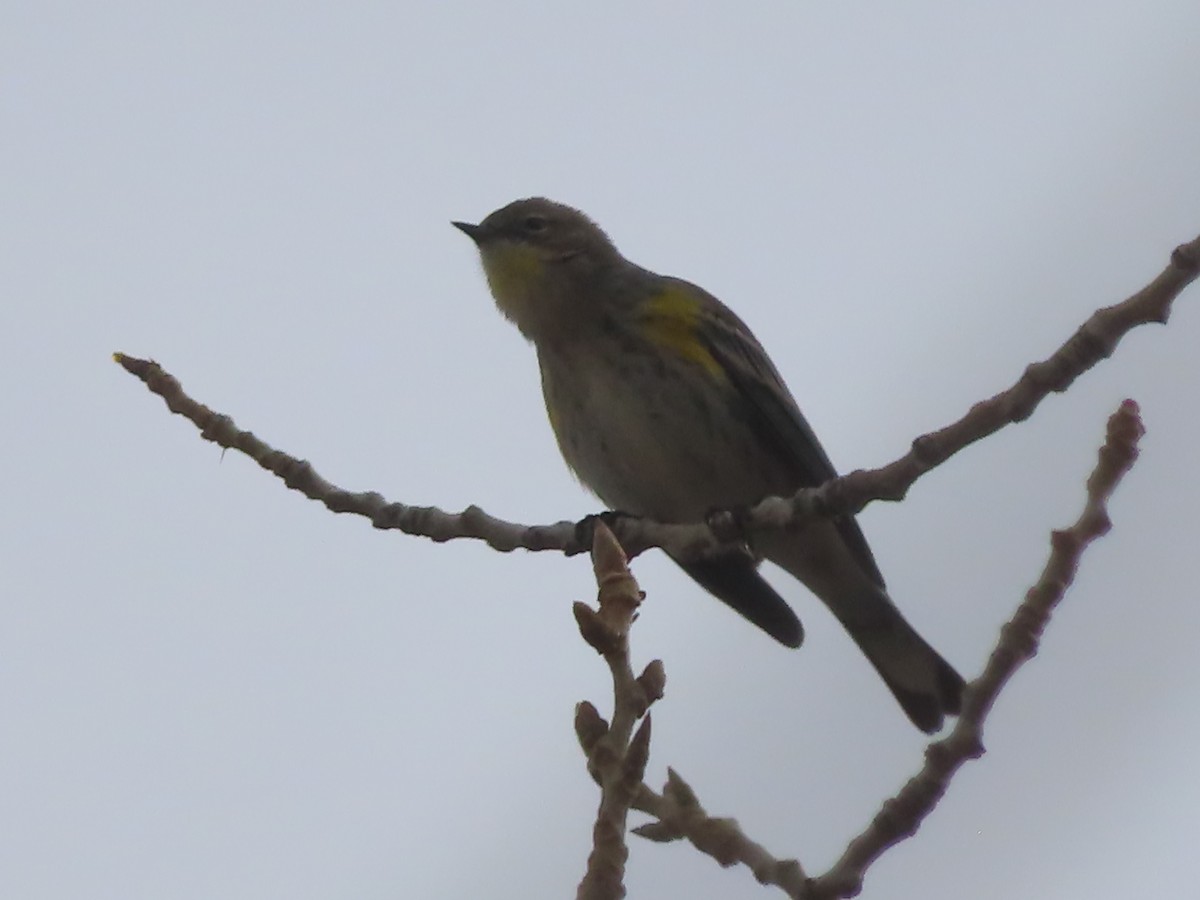 Yellow-rumped Warbler - ML628020771