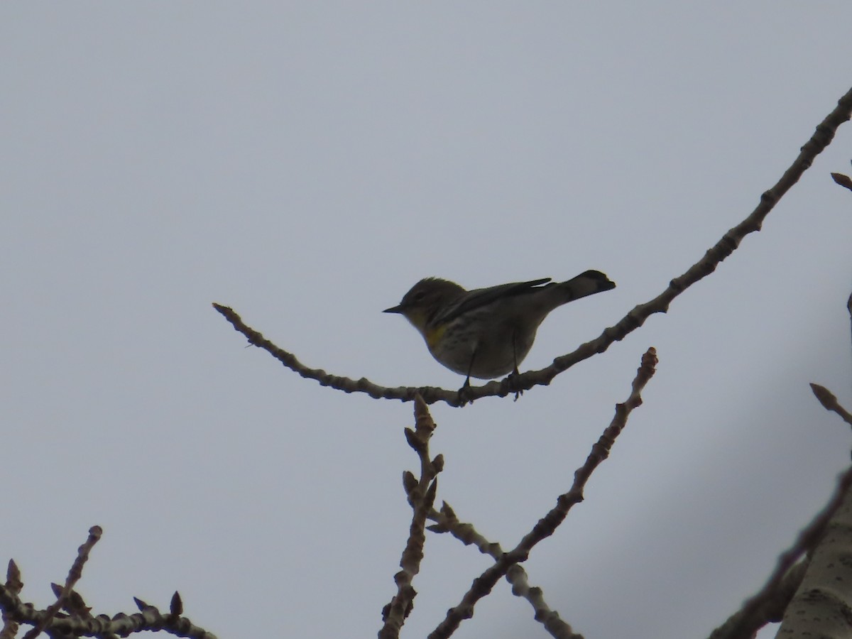 Yellow-rumped Warbler - ML628020772