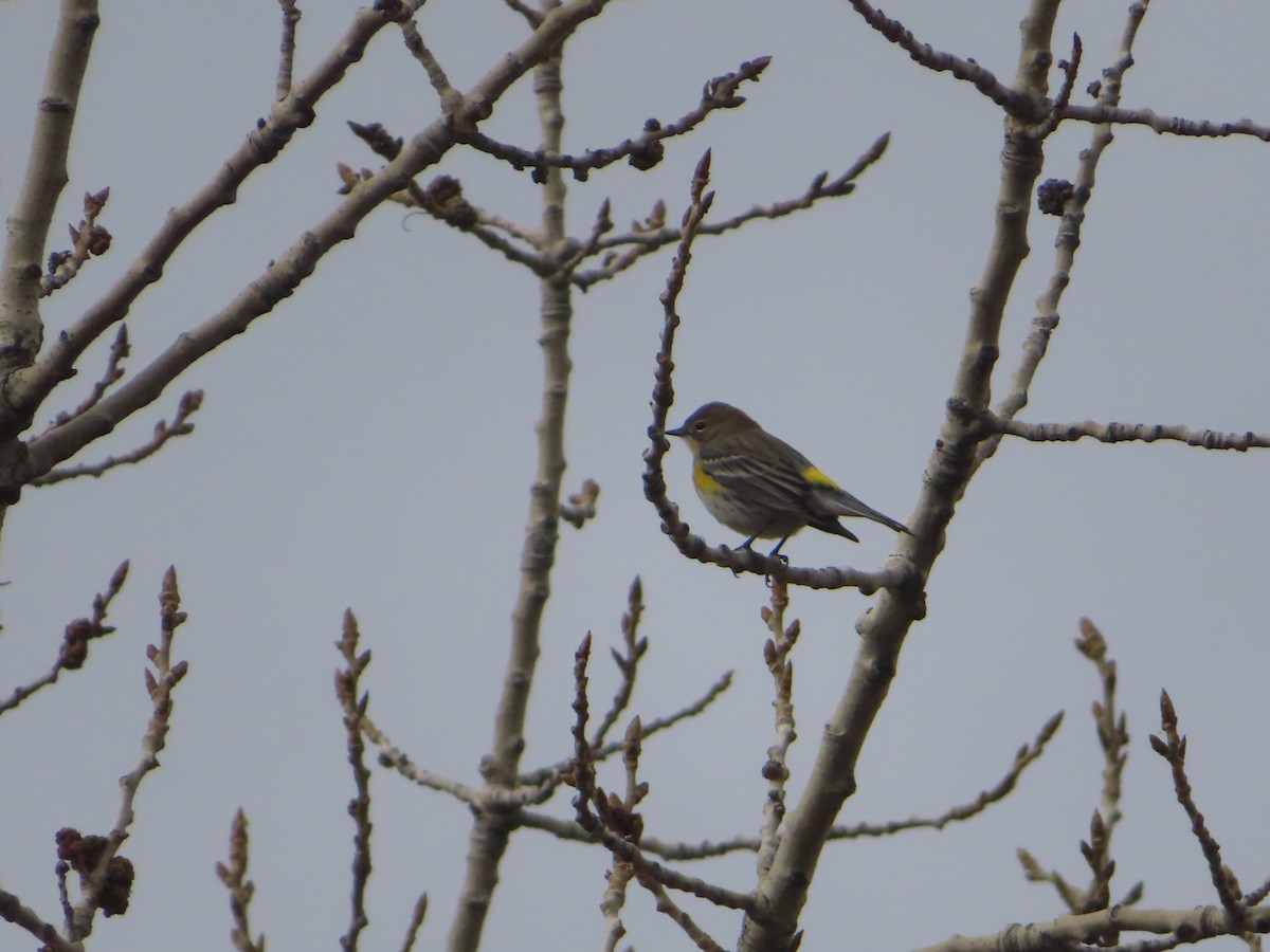 Yellow-rumped Warbler - ML628020773