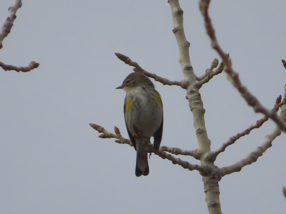 Yellow-rumped Warbler - ML628020774