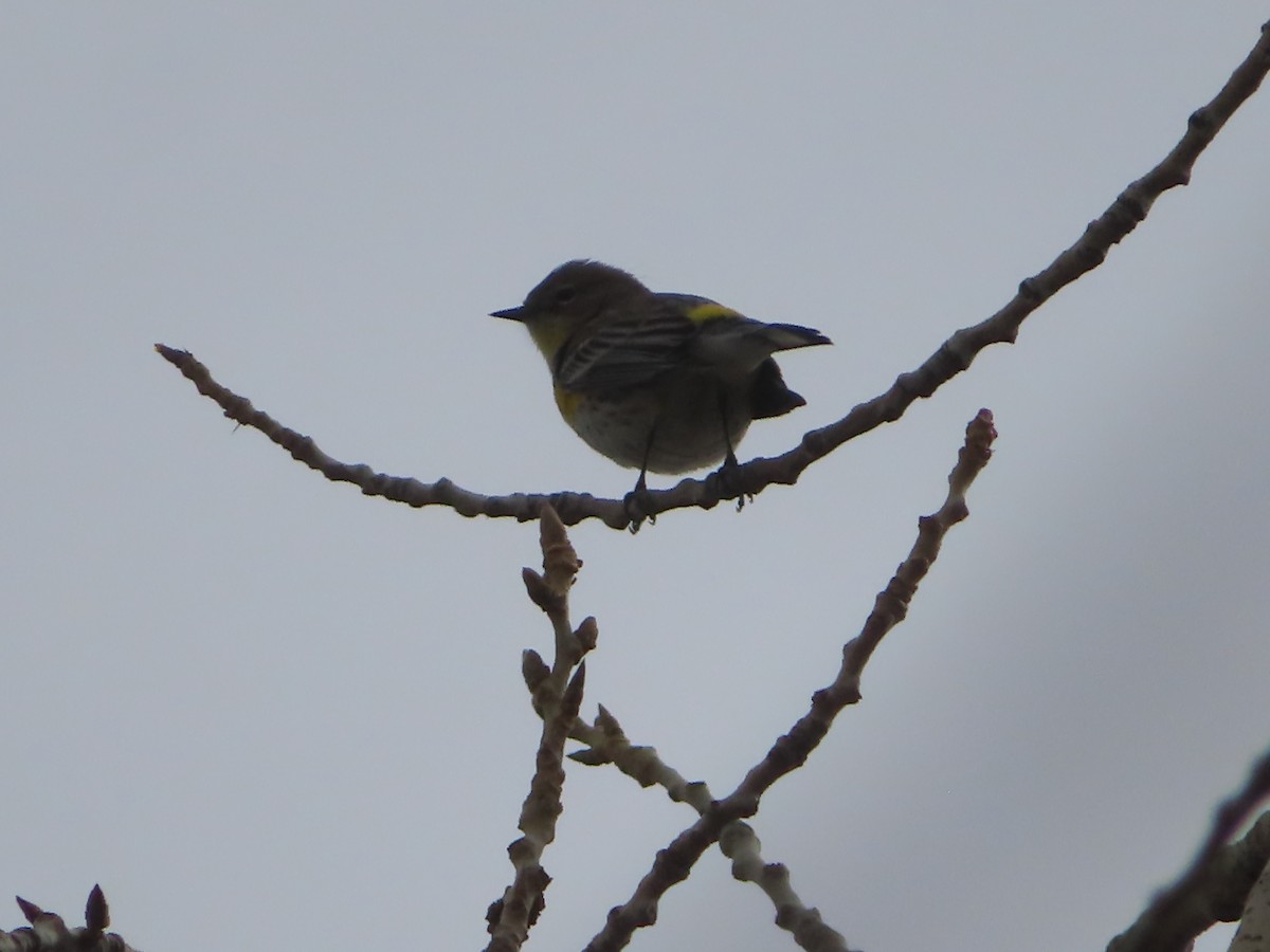 Yellow-rumped Warbler - ML628020775