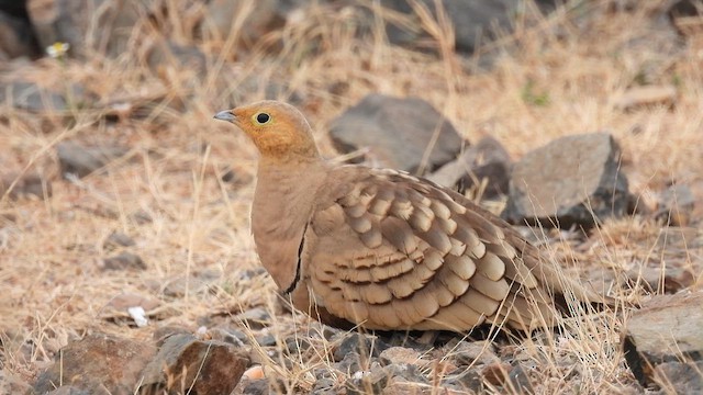 Chestnut-bellied Sandgrouse - ML628020776
