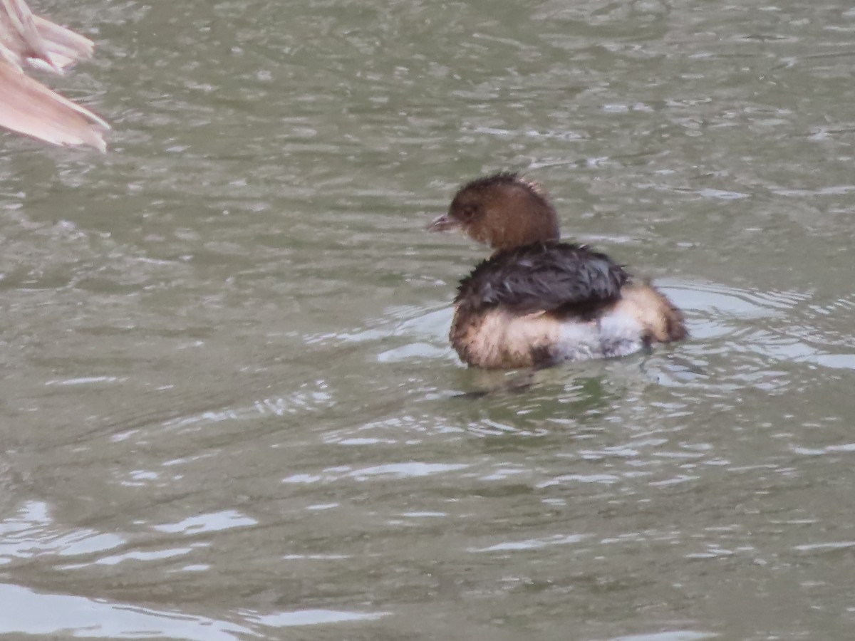 Pied-billed Grebe - ML628020800