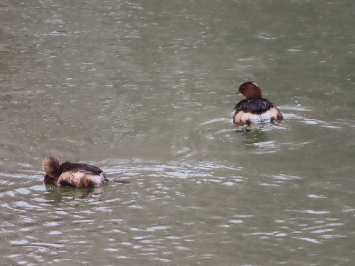 Pied-billed Grebe - ML628020801