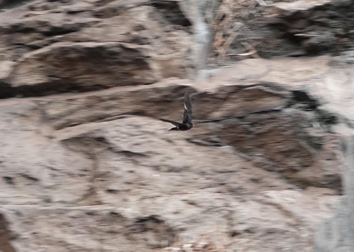 Satin Swiftlet - ML628020805