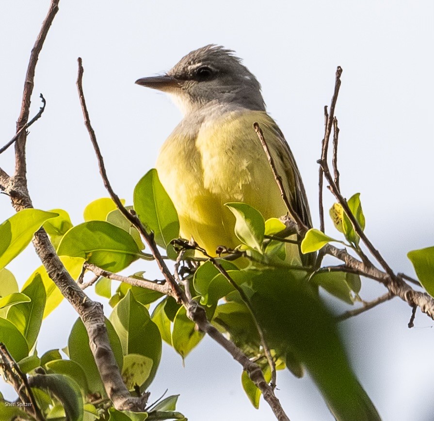 Western Kingbird - ML628020811