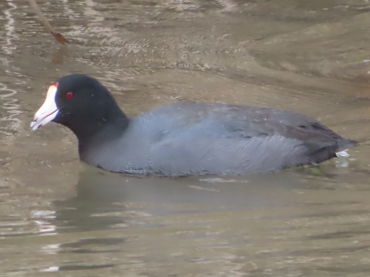 American Coot - ML628020823