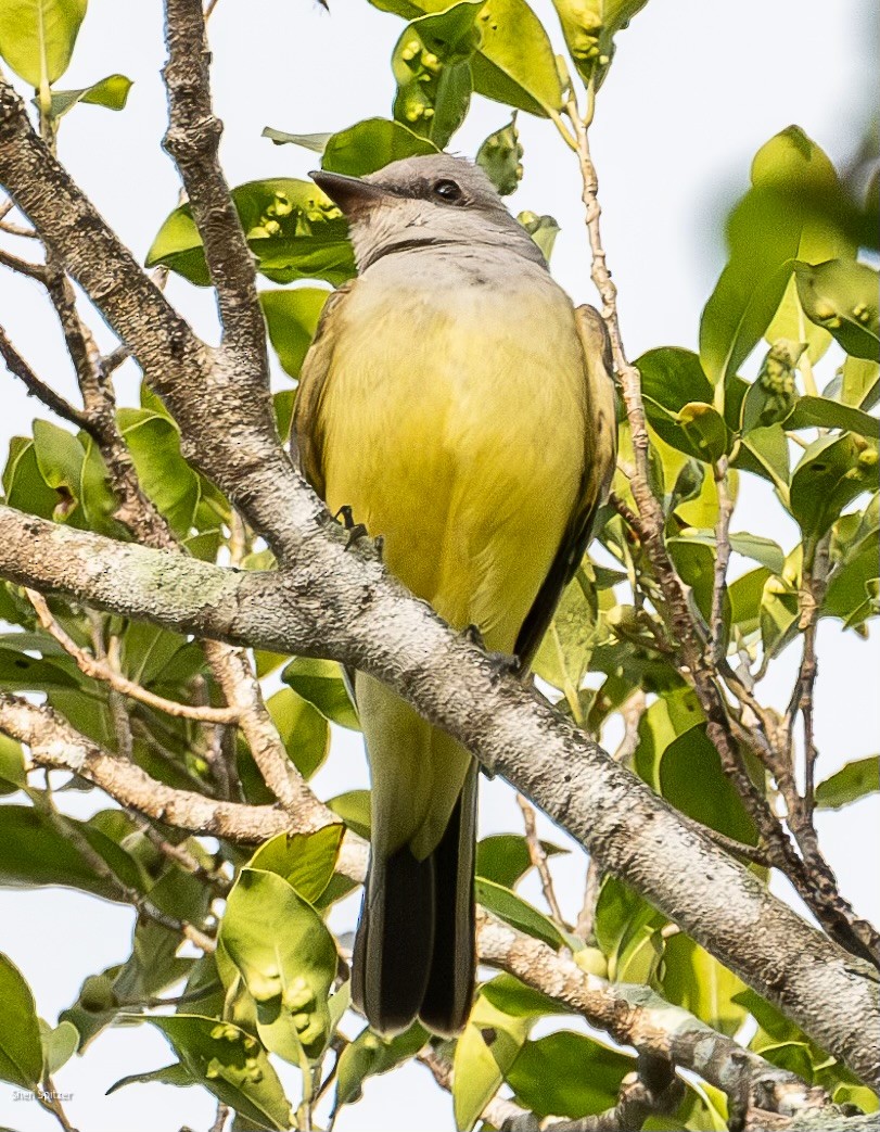 Western Kingbird - ML628020831