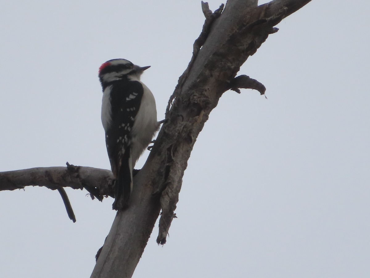 Downy Woodpecker - ML628020843