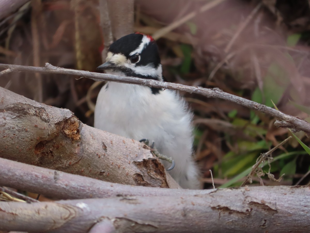 Downy Woodpecker - ML628020844