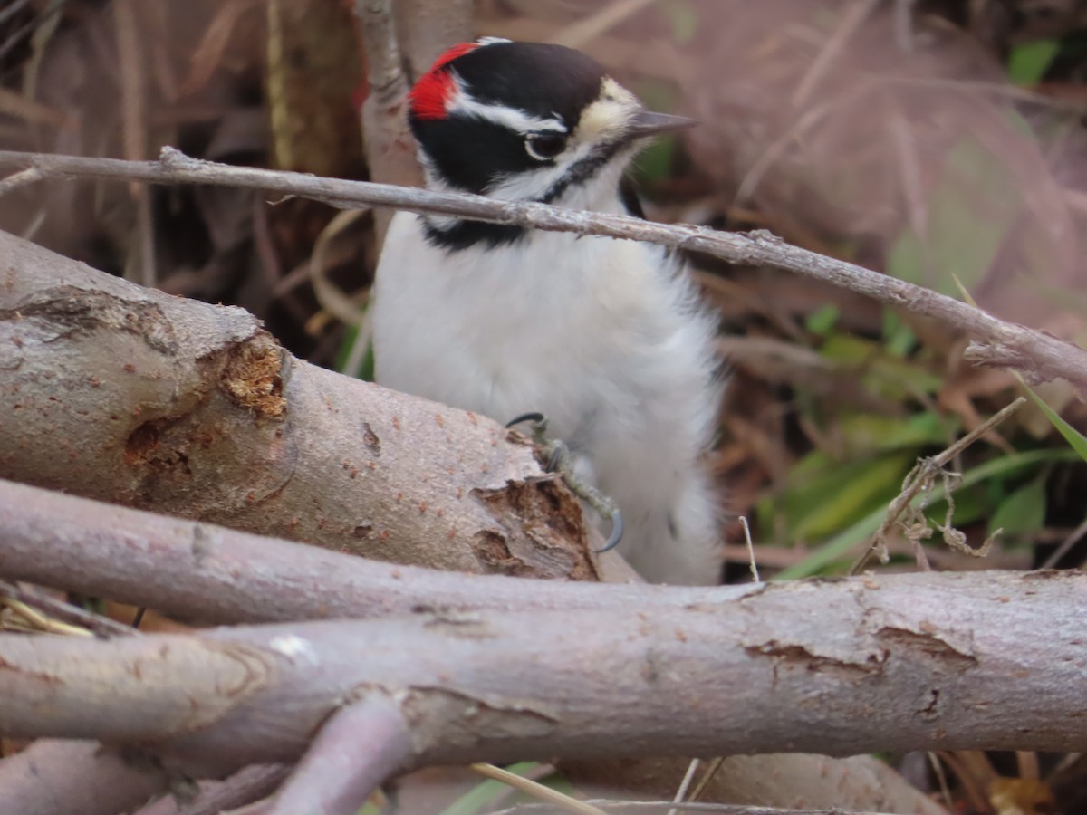 Downy Woodpecker - ML628020845