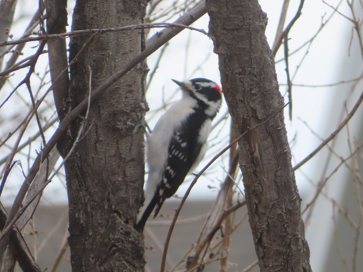 Downy Woodpecker - ML628020846