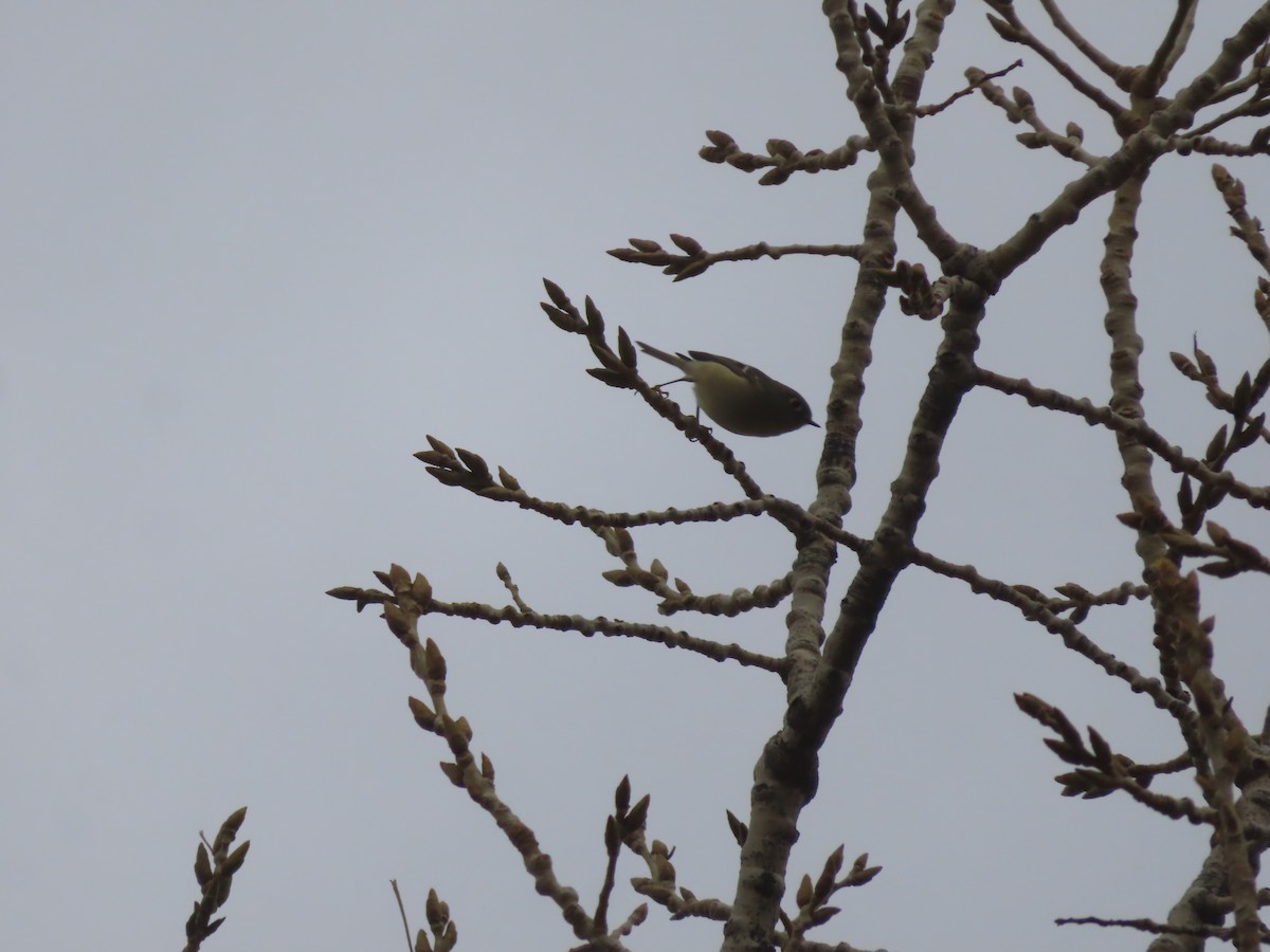 Ruby-crowned Kinglet - ML628020858