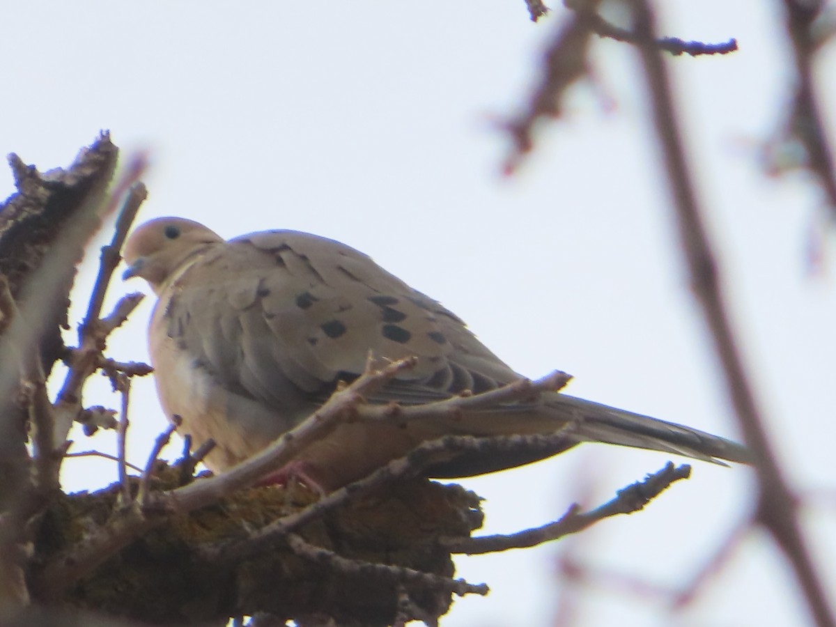 Mourning Dove - ML628020881