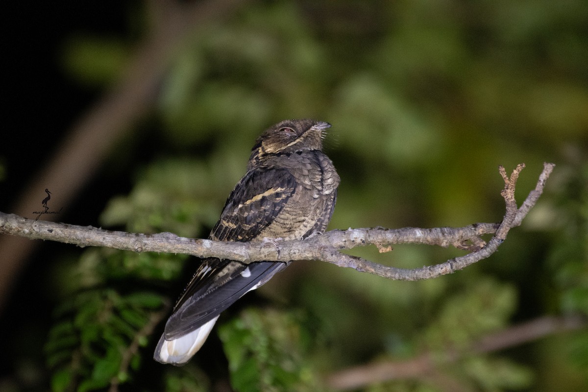 Jerdon's Nightjar - ML628020916