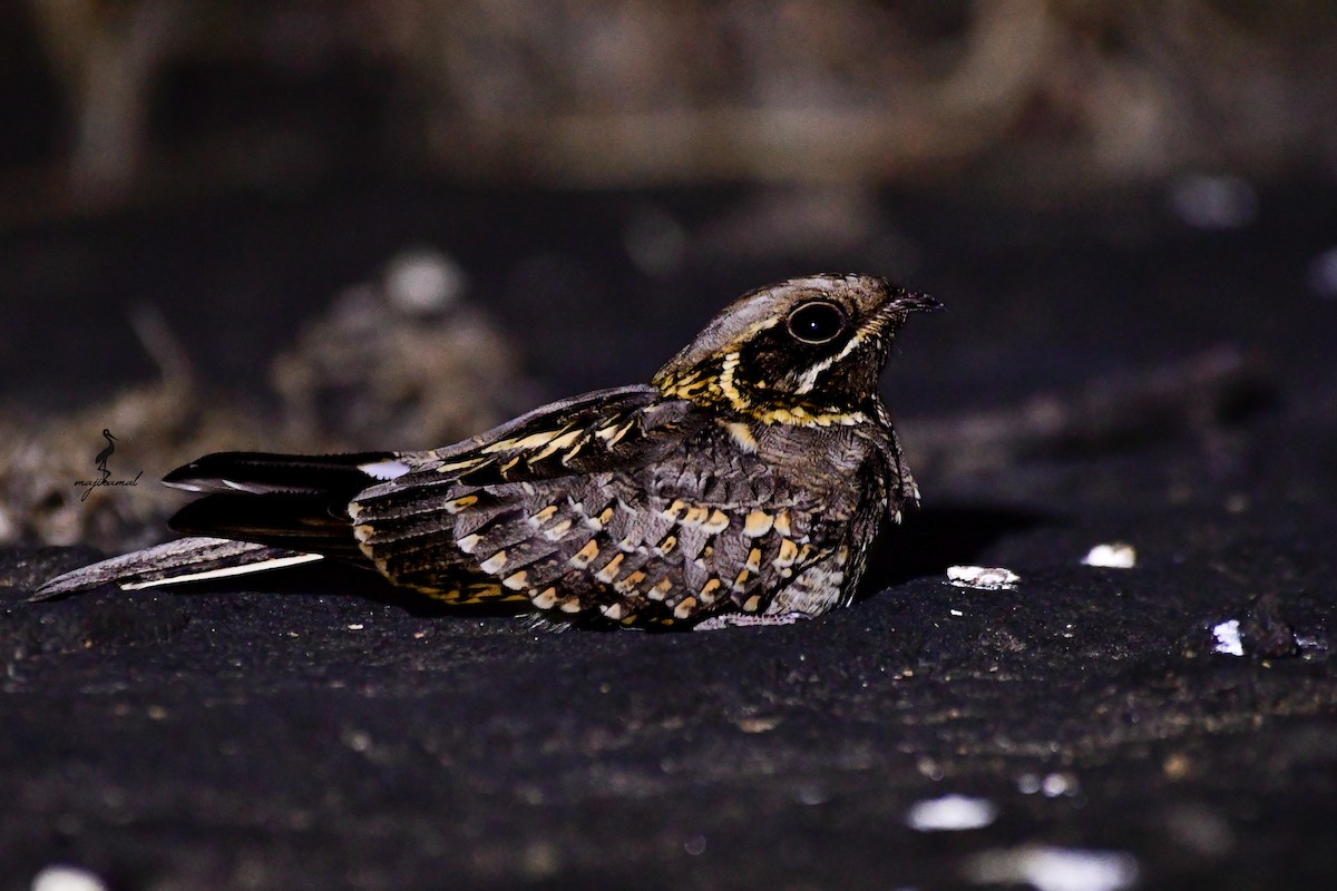 Indian Nightjar - ML628020928