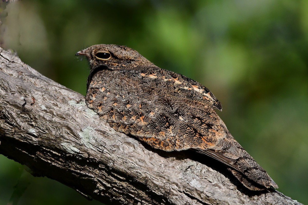Savanna Nightjar (Northern) - ML628020934