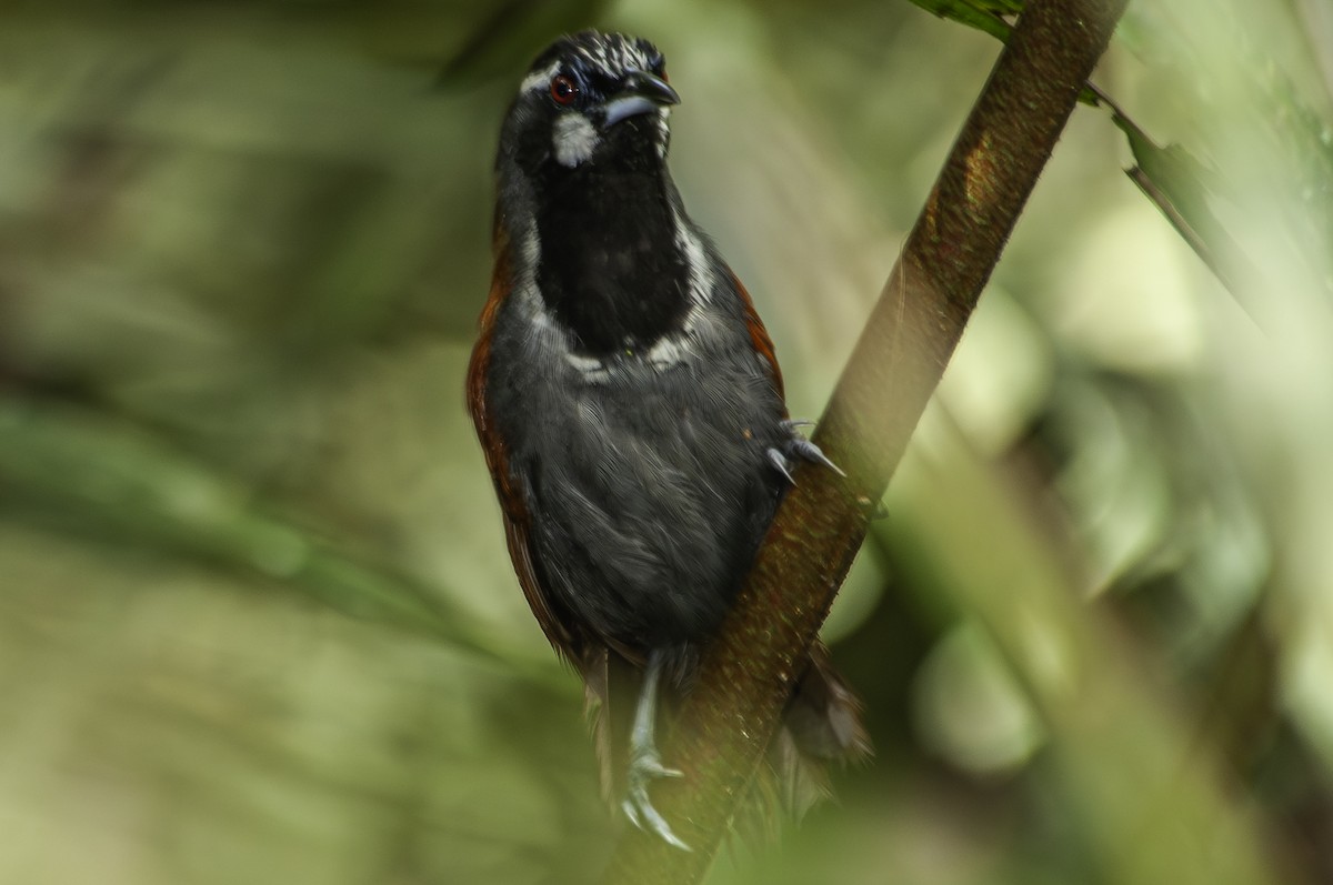 Black-throated Babbler - ML628020951